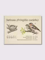Зяблик (Fringilla coelebs)