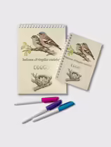 Зяблик (Fringilla coelebs)