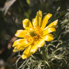 Адонис весенний (Adonis vernalis)