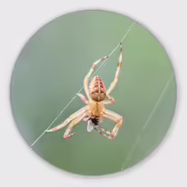 Обыкновенный крестовик