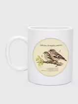 Зяблик (Fringilla coelebs)
