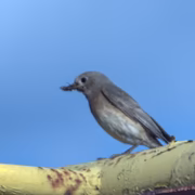 Горихвостка-чернушка (Phoenicurus ochruros)