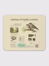 Зяблик (Fringilla coelebs)