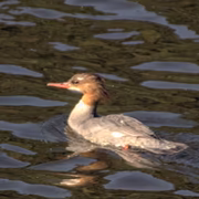 Большой крохаль (Mergus merganser)