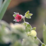 Чернокорень лекарственный (Cynoglossum officinale)