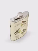 Зяблик (Fringilla coelebs)