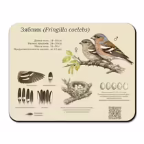 Зяблик (Fringilla coelebs)