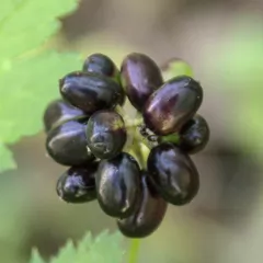 Воронец колосистый (Actaea spicata)