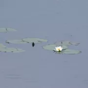 Кувшинка снежно-белая (Nymphaea candida)
