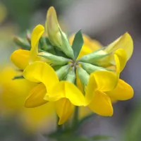 Лядвенец рогатый (Lotus corniculatus), дистанция около 67 сантиметров Лядвенец рогатый (Lotus corniculatus), дистанция около 67 сантиметров
