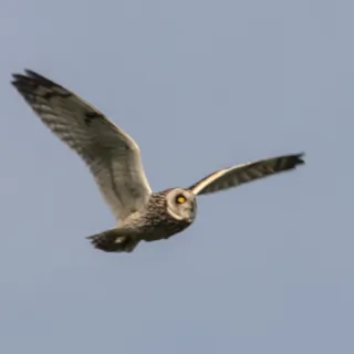 Болотная сова (Asio flammeus), дистанция около 80 метров Болотная сова (Asio flammeus), дистанция около 80 метров