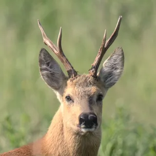 Сибирская косуля (Capreolus pygargus), дистанция чуть более 40 метров Сибирская косуля (Capreolus pygargus), дистанция чуть более 40 метров