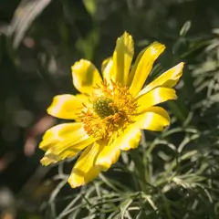 Адонис весенний (Adonis vernalis)