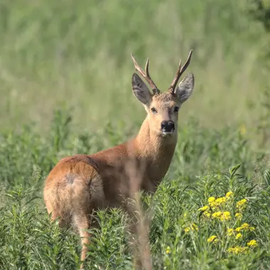 Самец сибирской косули (Capreolus pygargus)
