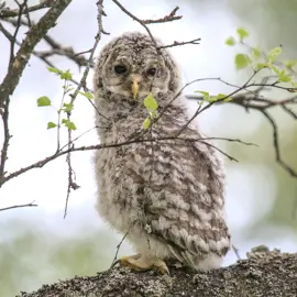 Совёнок длиннохвостой (уральской) неясыти