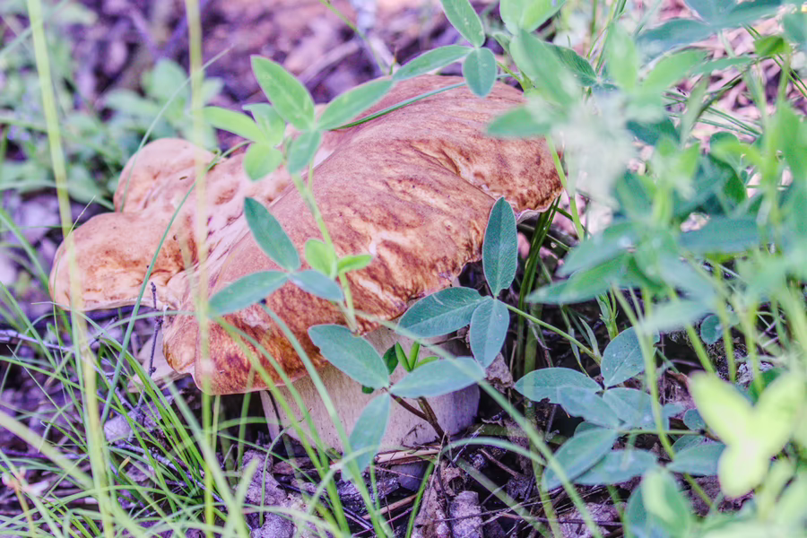 Белый гриб (Boletus edulis)