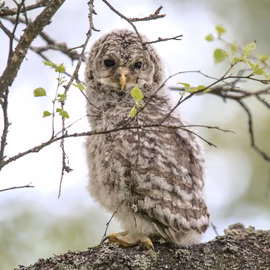 Совёнок длиннохвостой (уральской) неясыти (Strix uralensis)