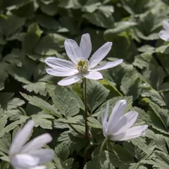 Ветреница алтайская (Anemonoides altaica)