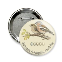 Зяблик (Fringilla coelebs)