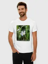 Звездчатка ланцетолистная