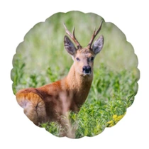Сибирская косуля