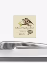 Зяблик (Fringilla coelebs)