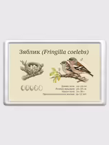 Зяблик (Fringilla coelebs)