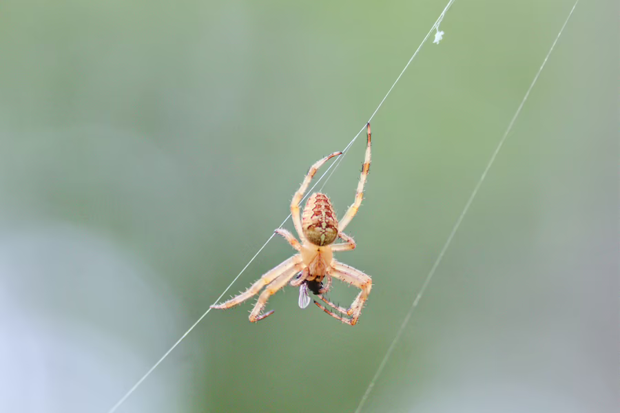 Фотография обыкновенного крестовика (Araneus diadematus), мирно обедающего, вися на своей паутине. 30 июля 2025 года.