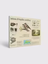Зяблик (Fringilla coelebs)