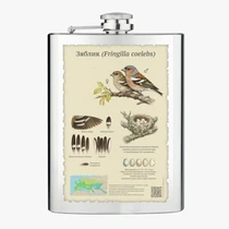 Зяблик (Fringilla coelebs)