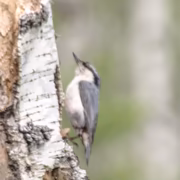 Обыкновенный поползень (Sitta europaea)