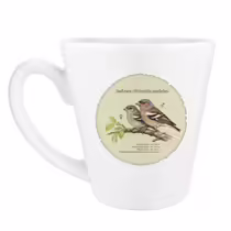 Зяблик (Fringilla coelebs)