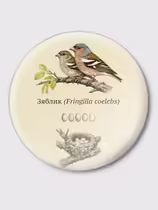 Зяблик (Fringilla coelebs)