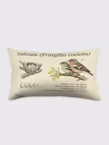 Зяблик (Fringilla coelebs)