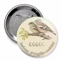 Зяблик (Fringilla coelebs)