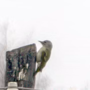Седой дятел (Picus canus)