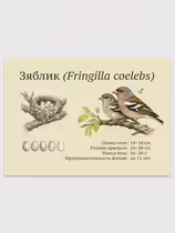 Зяблик (Fringilla coelebs)