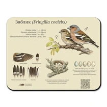 Зяблик (Fringilla coelebs)
