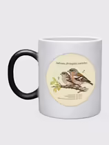 Зяблик (Fringilla coelebs)