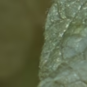 ISO3200, AI raw denoise