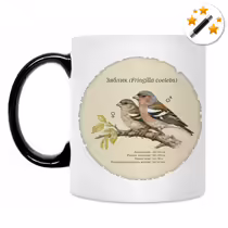 Зяблик (Fringilla coelebs)