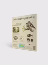 Зяблик (Fringilla coelebs)