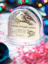 Зяблик (Fringilla coelebs)
