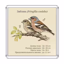 Зяблик (Fringilla coelebs)