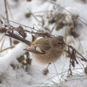 Урагус (Carpodacus sibiricus)