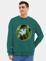 Звездчатка ланцетолистная