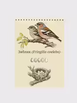 Зяблик (Fringilla coelebs)