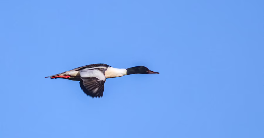 Фото самца большого крохаля (Mergus merganser). 18 мая 2026 года, Дружино-Бардымский пруд.