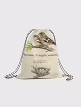 Зяблик (Fringilla coelebs)