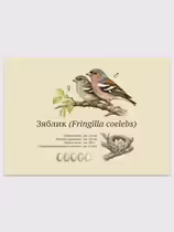 Зяблик (Fringilla coelebs)